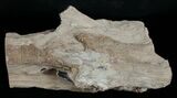 Long Petrified Juniper Root - Oregon #6249-3
